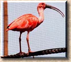 Image of Scarlet Ibis